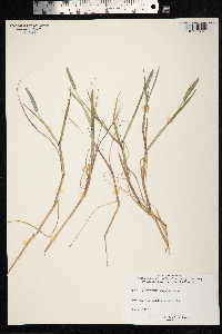 Alopecurus aequalis image