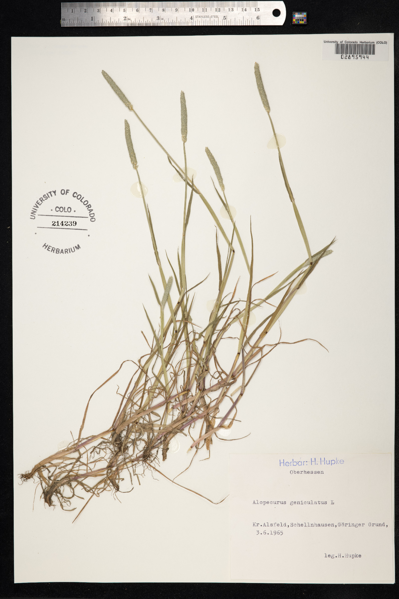 Alopecurus aequalis image