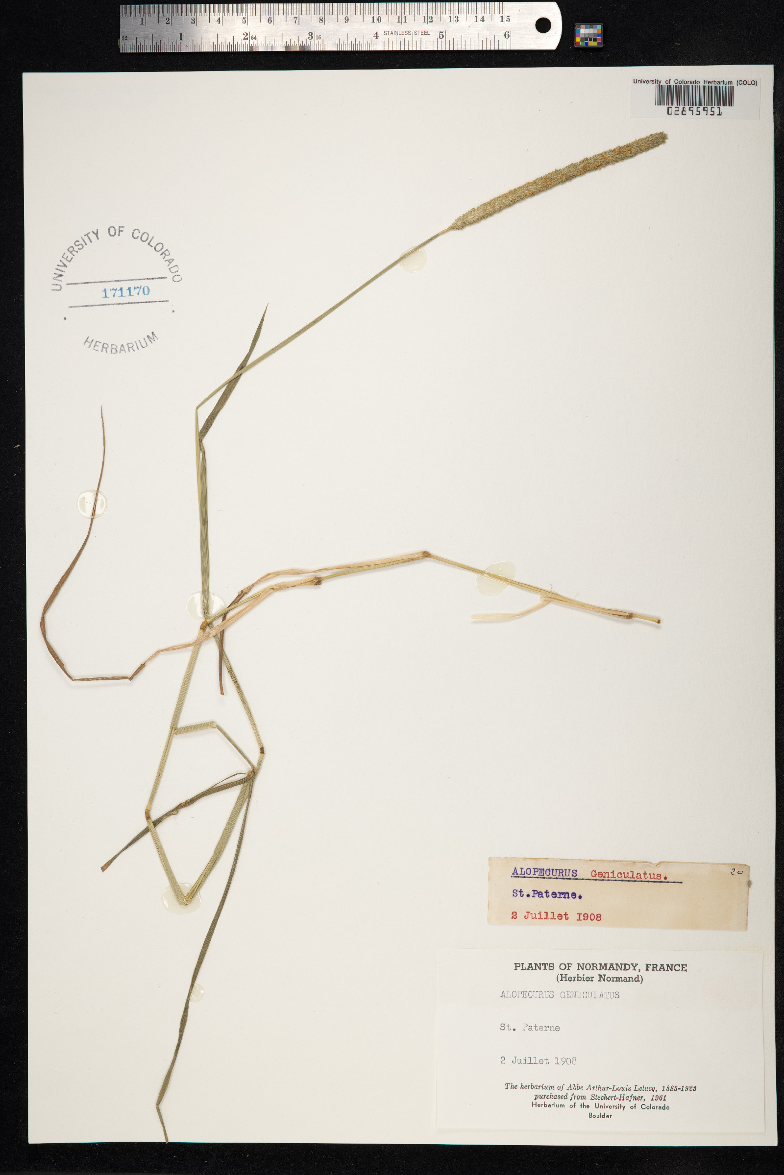Alopecurus aequalis image