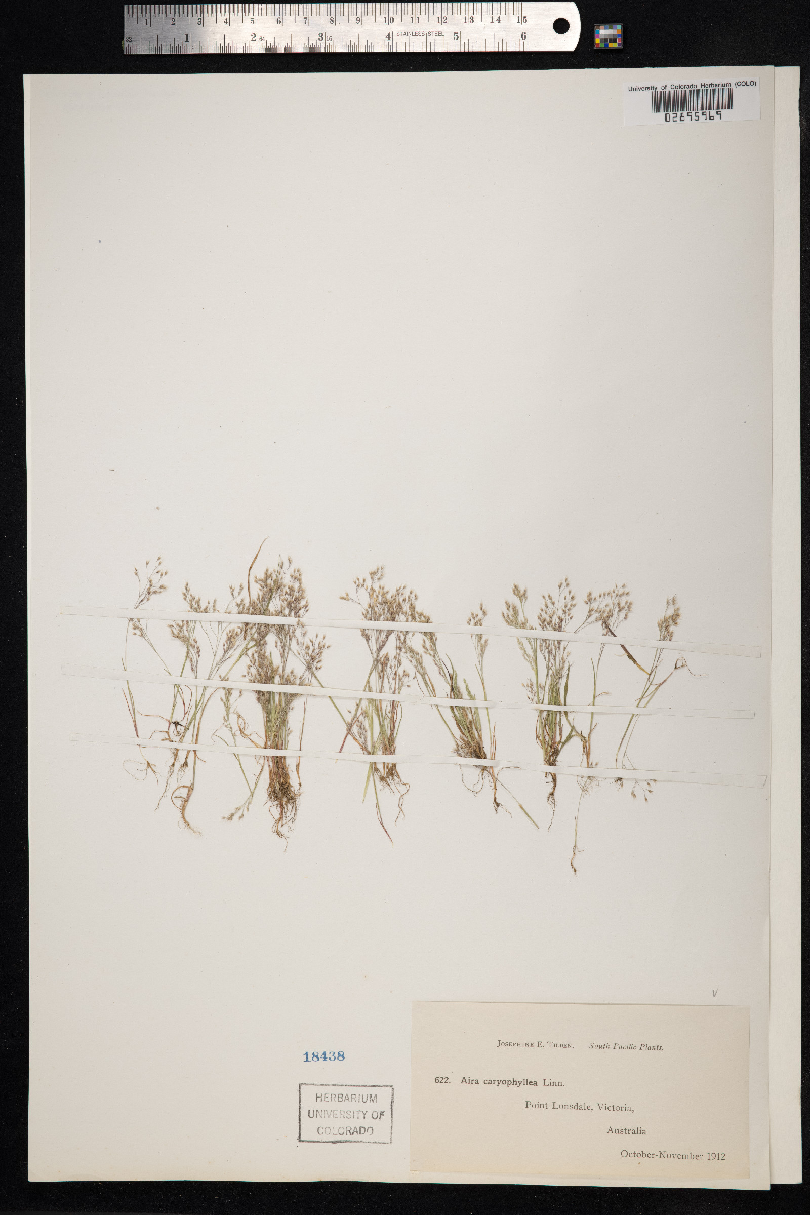 Aira caryophyllea image