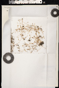 Aira praecox image