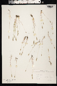 Aira praecox image