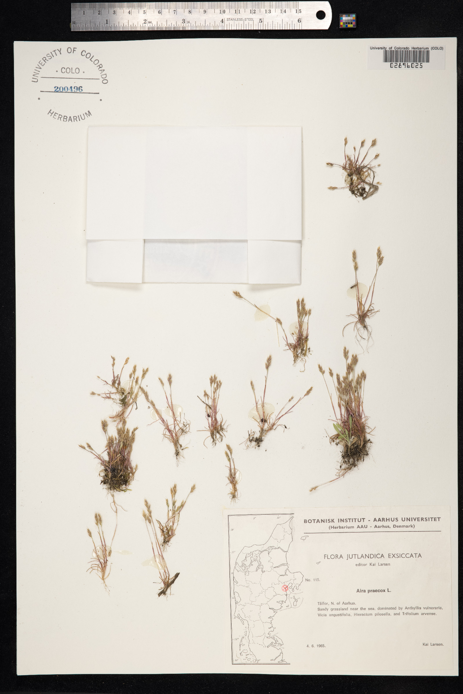 Aira praecox image