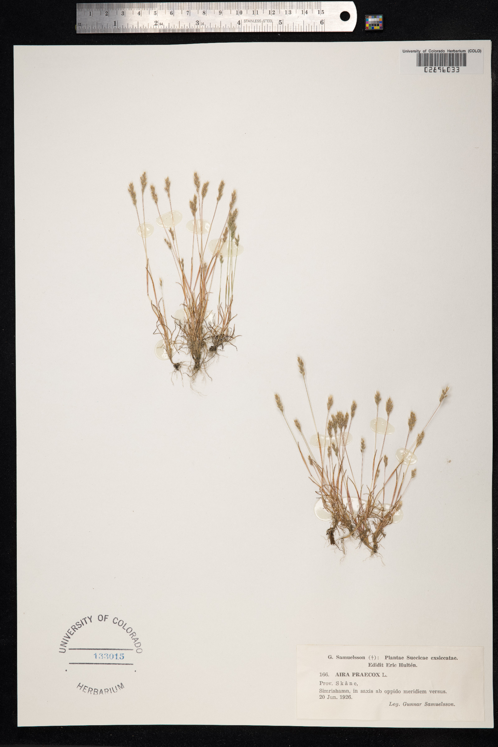 Aira praecox image
