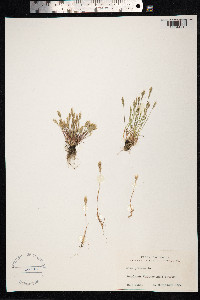 Aira praecox image
