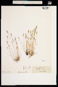 Image of Trisetum praecox