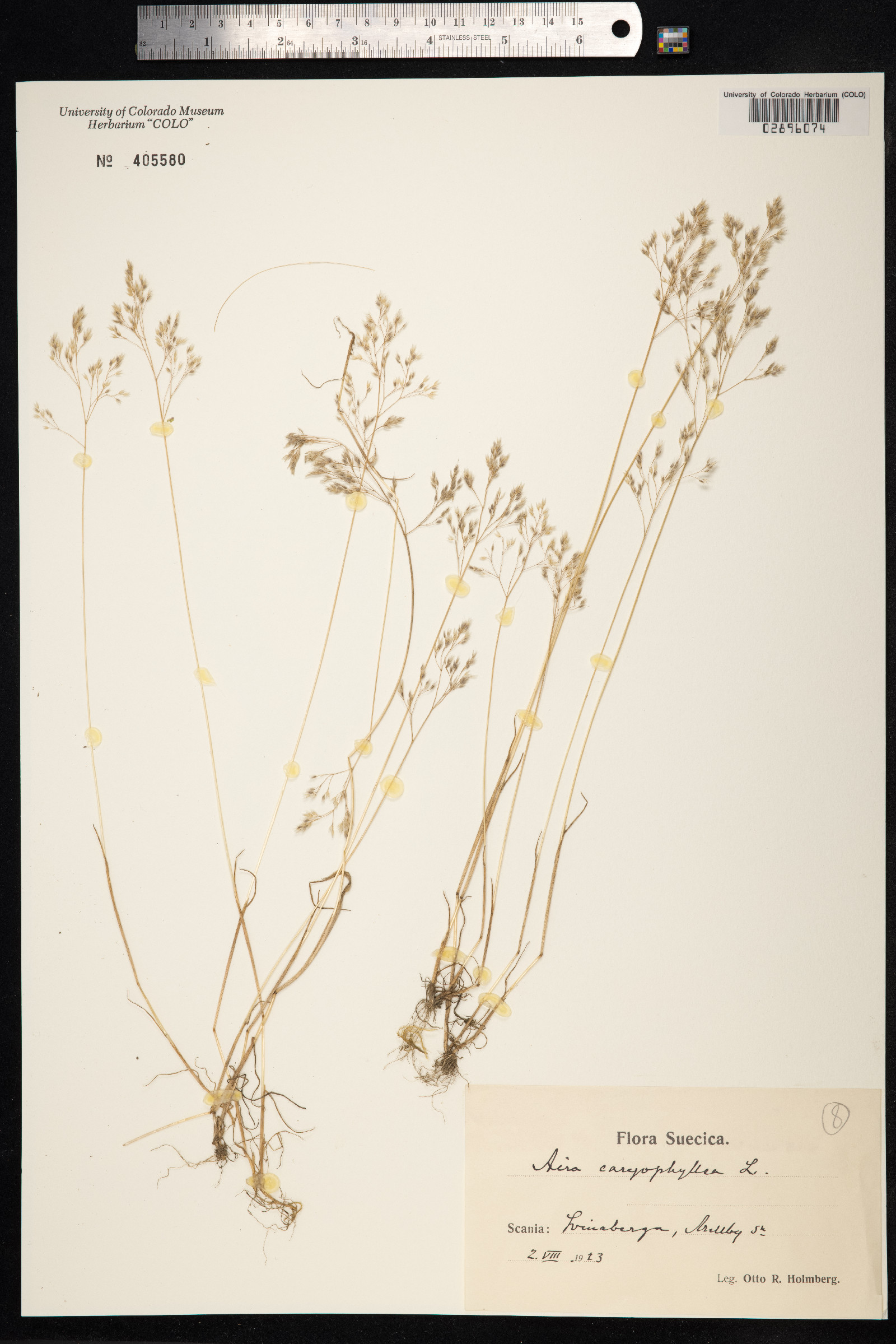 Aira caryophyllea image