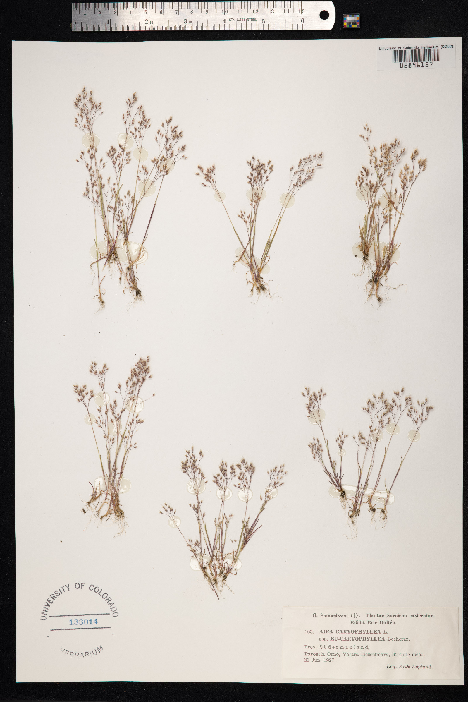 Aira caryophyllea image