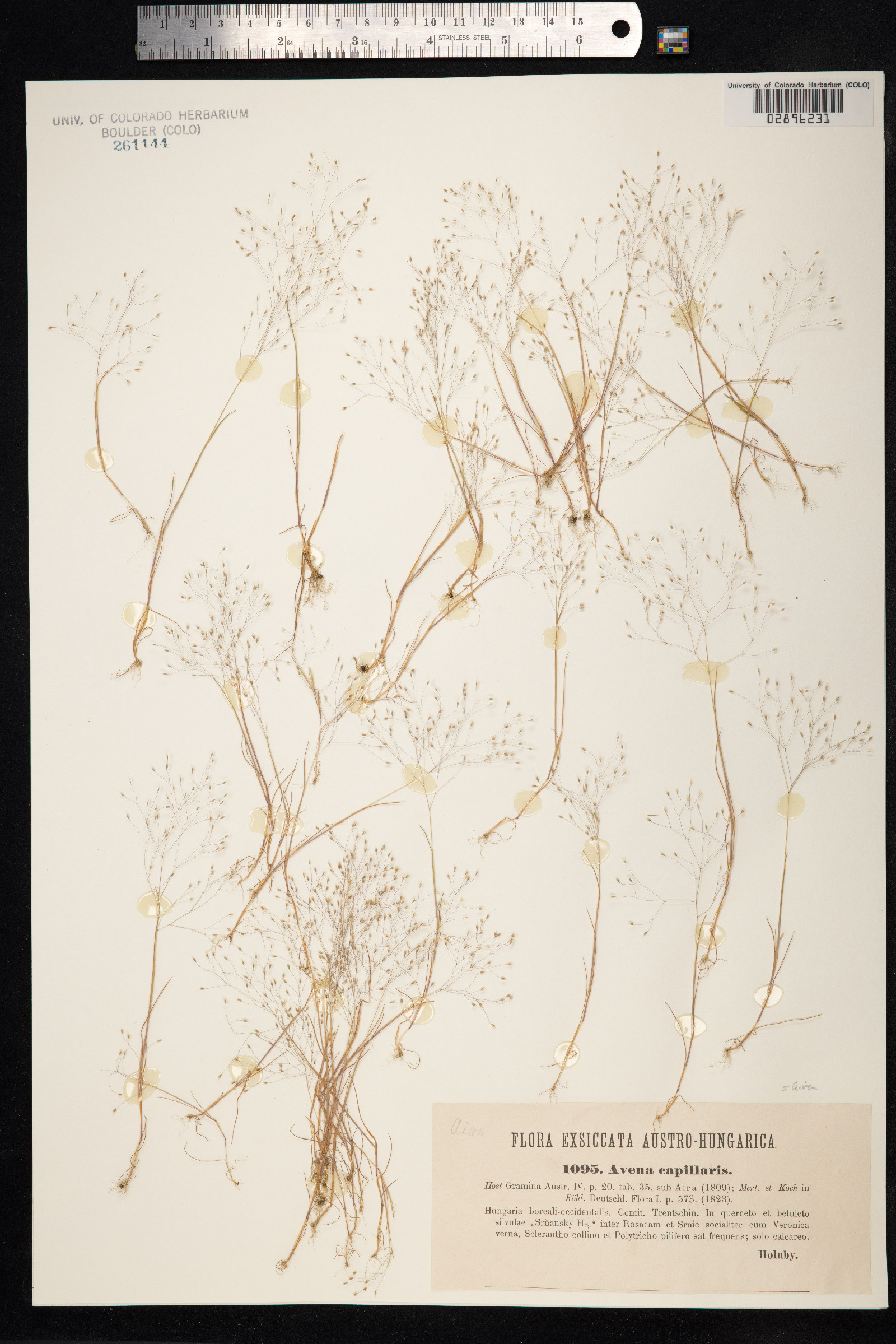 Aira elegantissima image