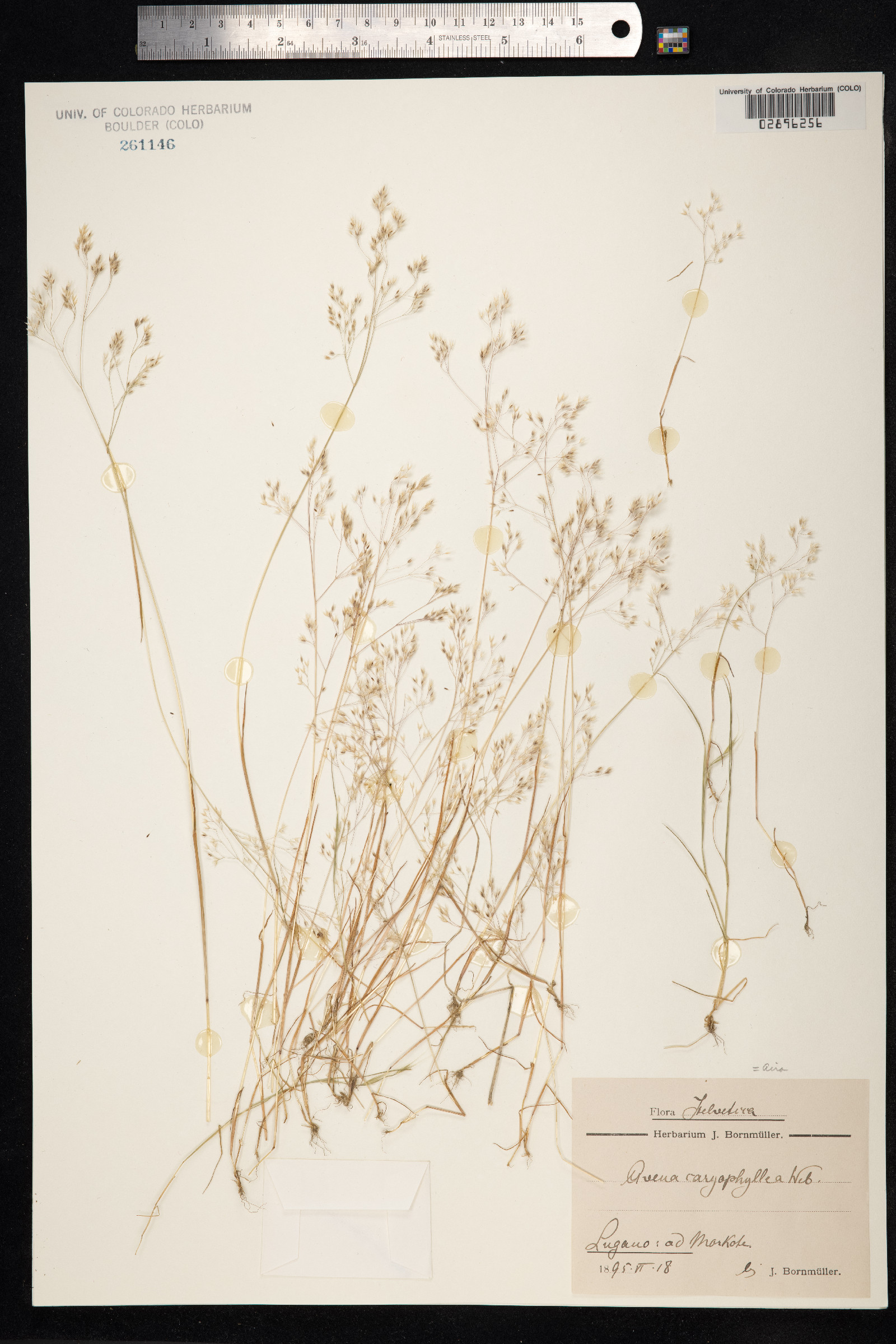 Aira caryophyllea image