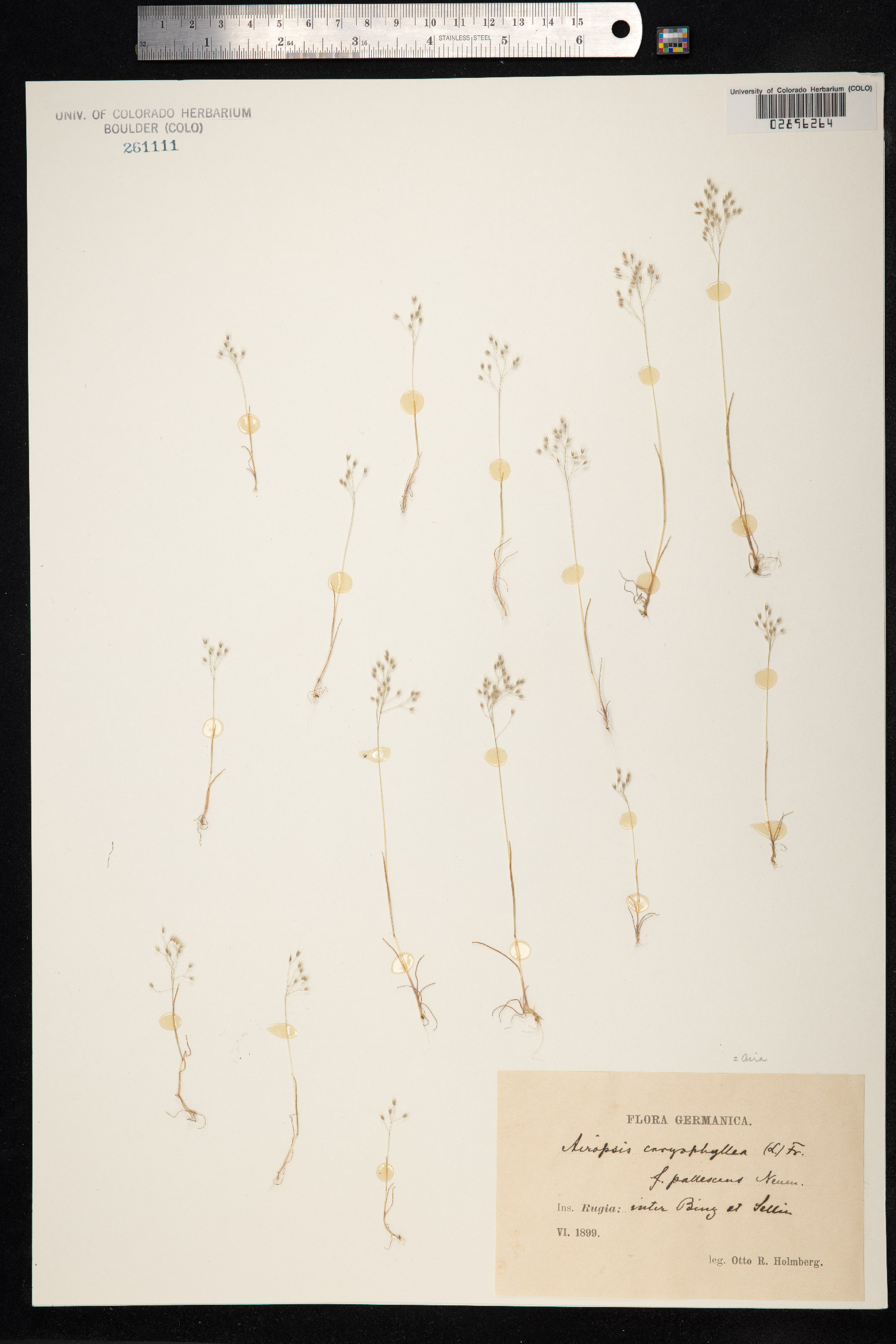 Aira caryophyllea image