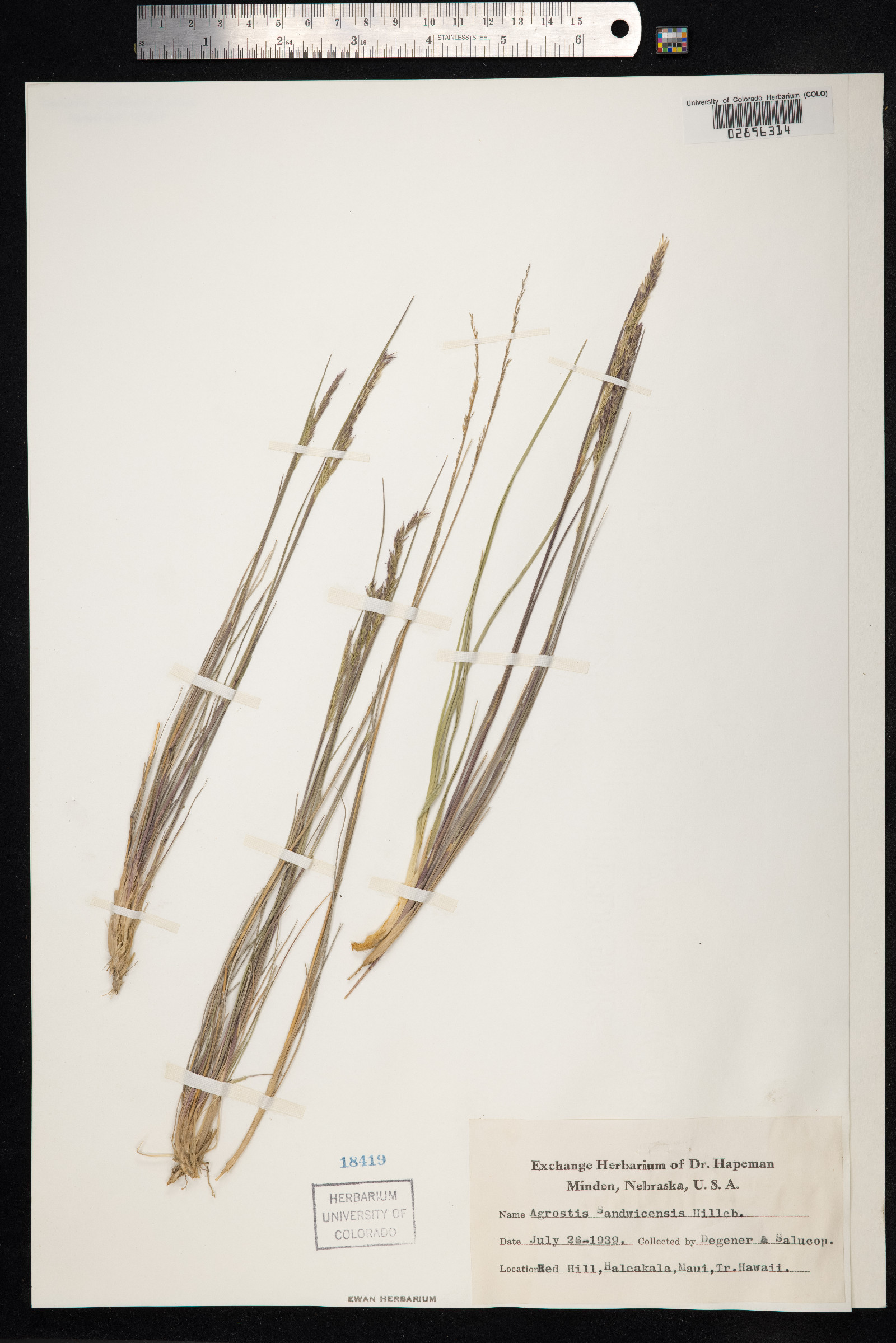 Agrostis sandwicensis image