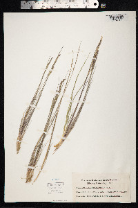 Agrostis sandwicensis image