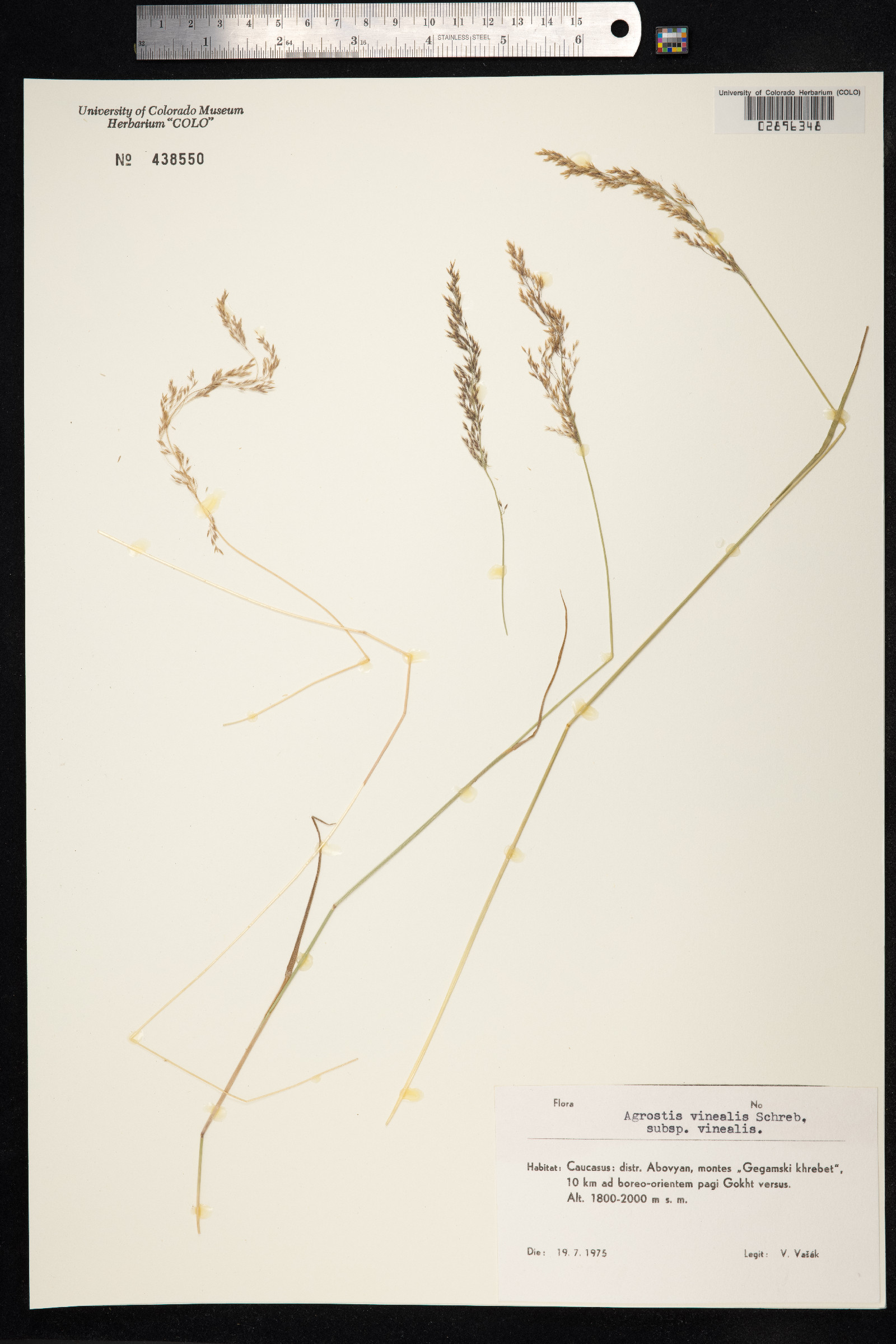 Agrostis vinealis image