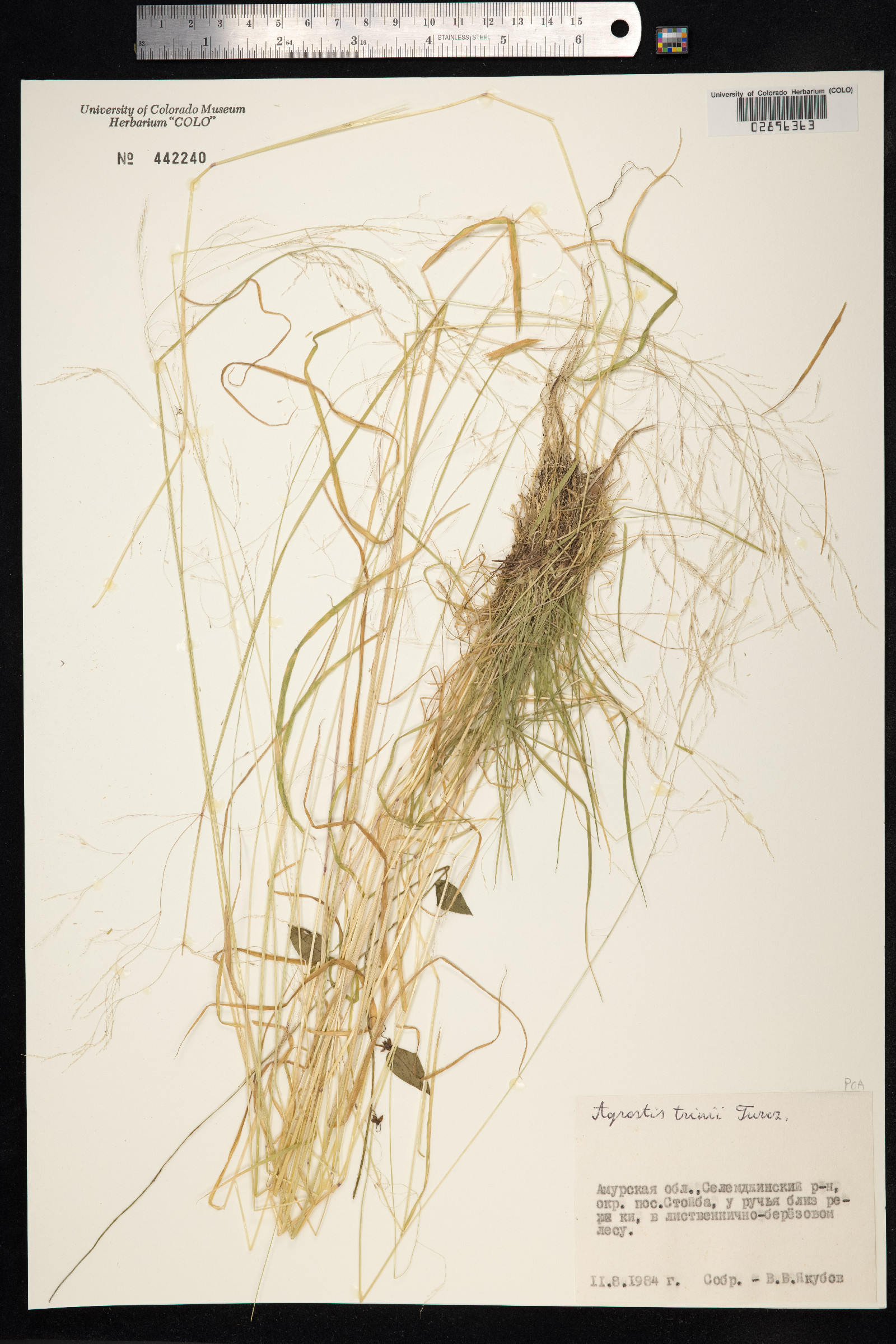 Agrostis vinealis image