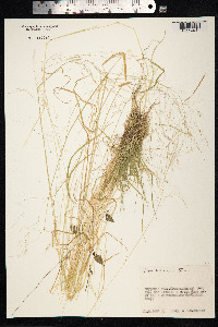 Agrostis vinealis image