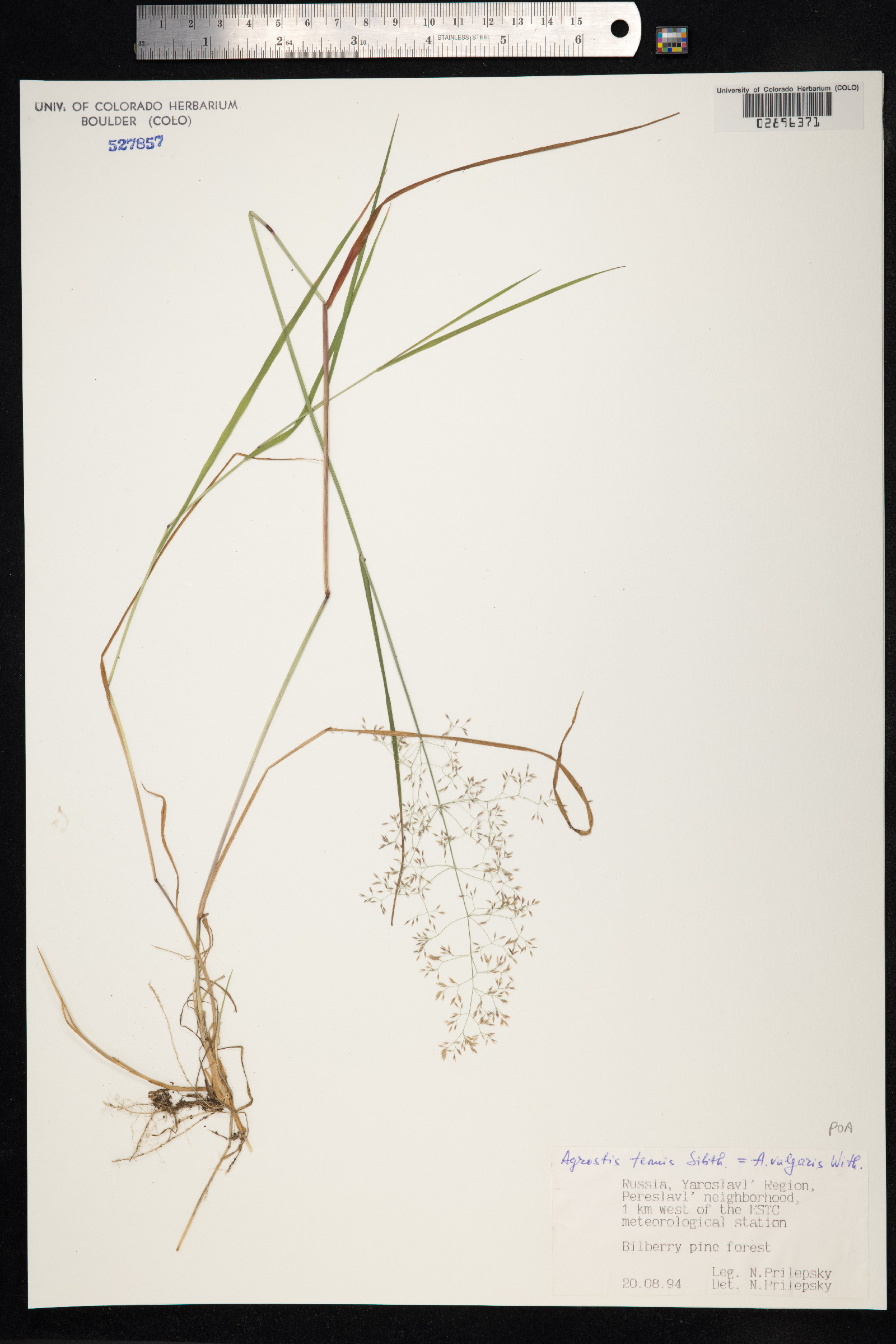 Agrostis capillaris image