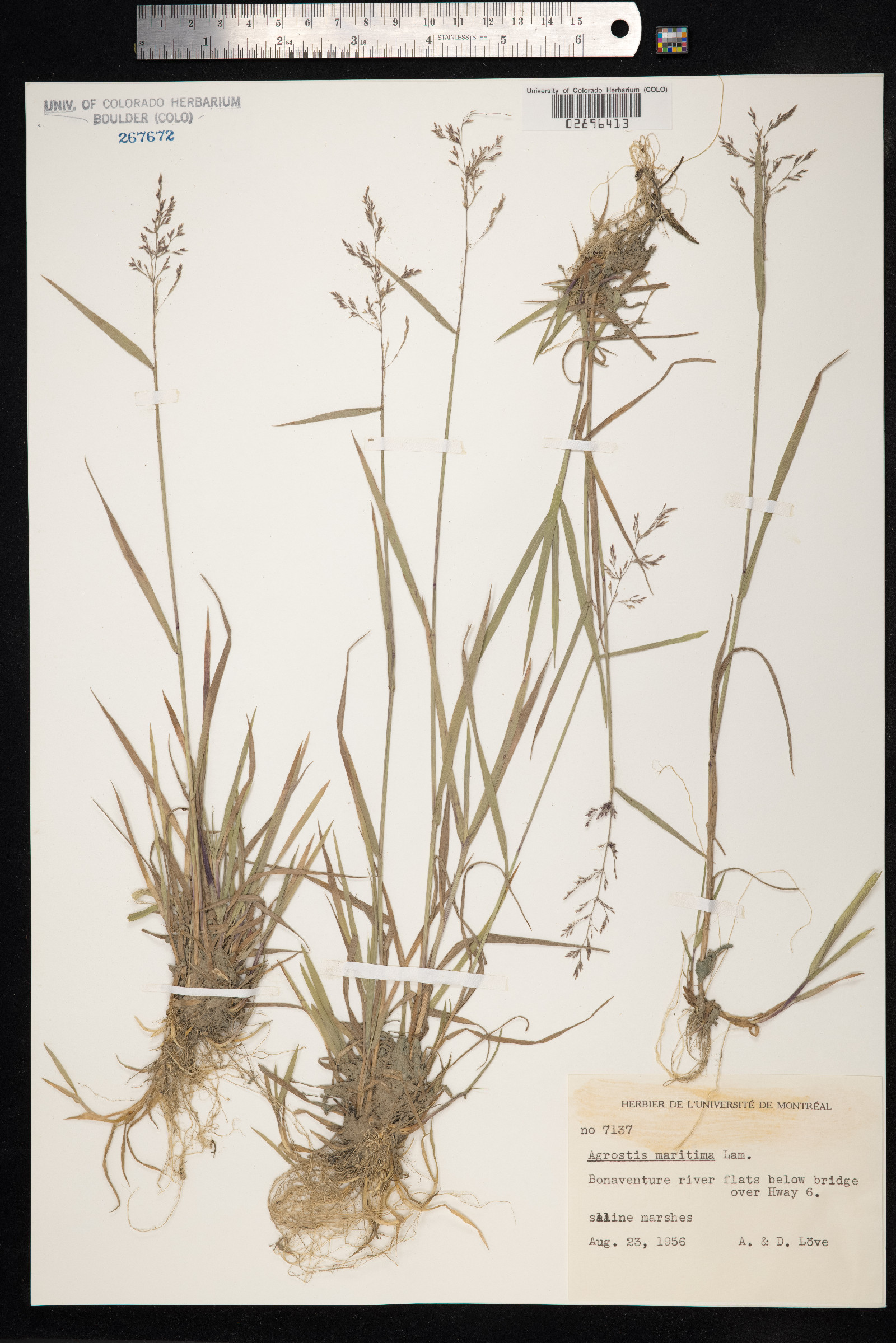 Agrostis maritima image