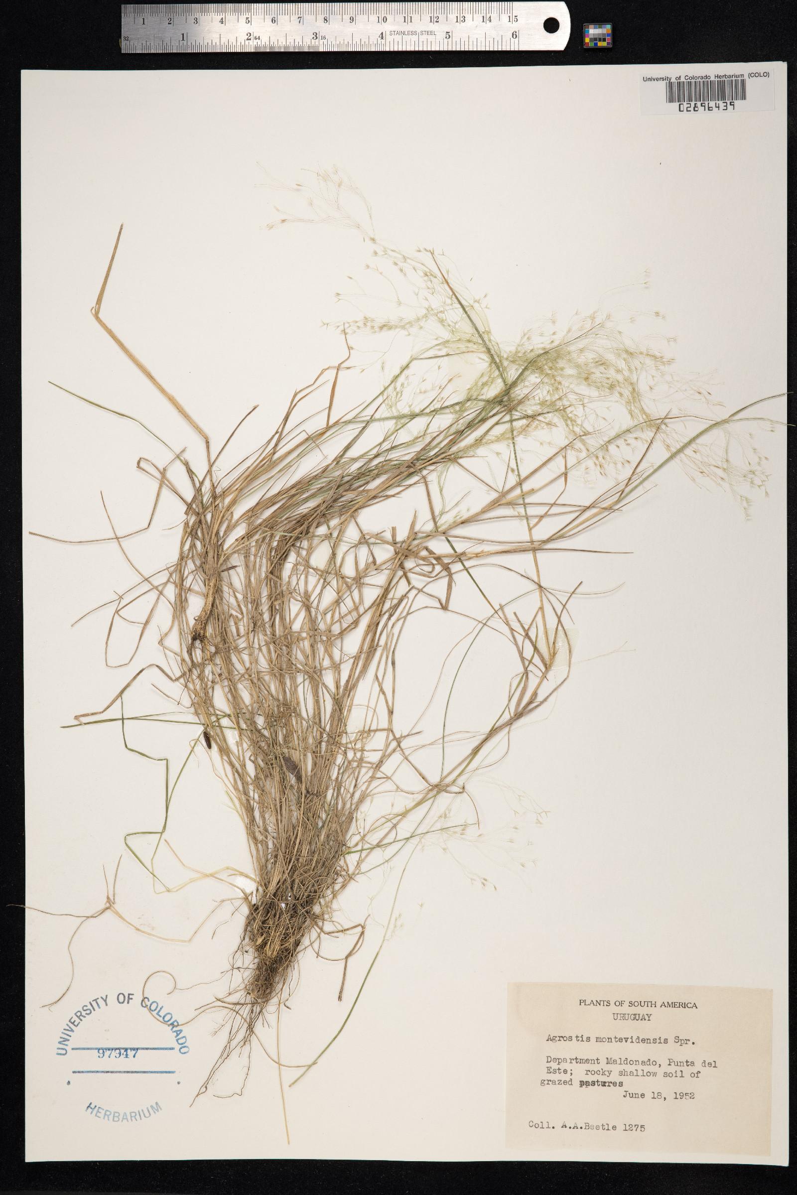 Agrostis montevidensis image