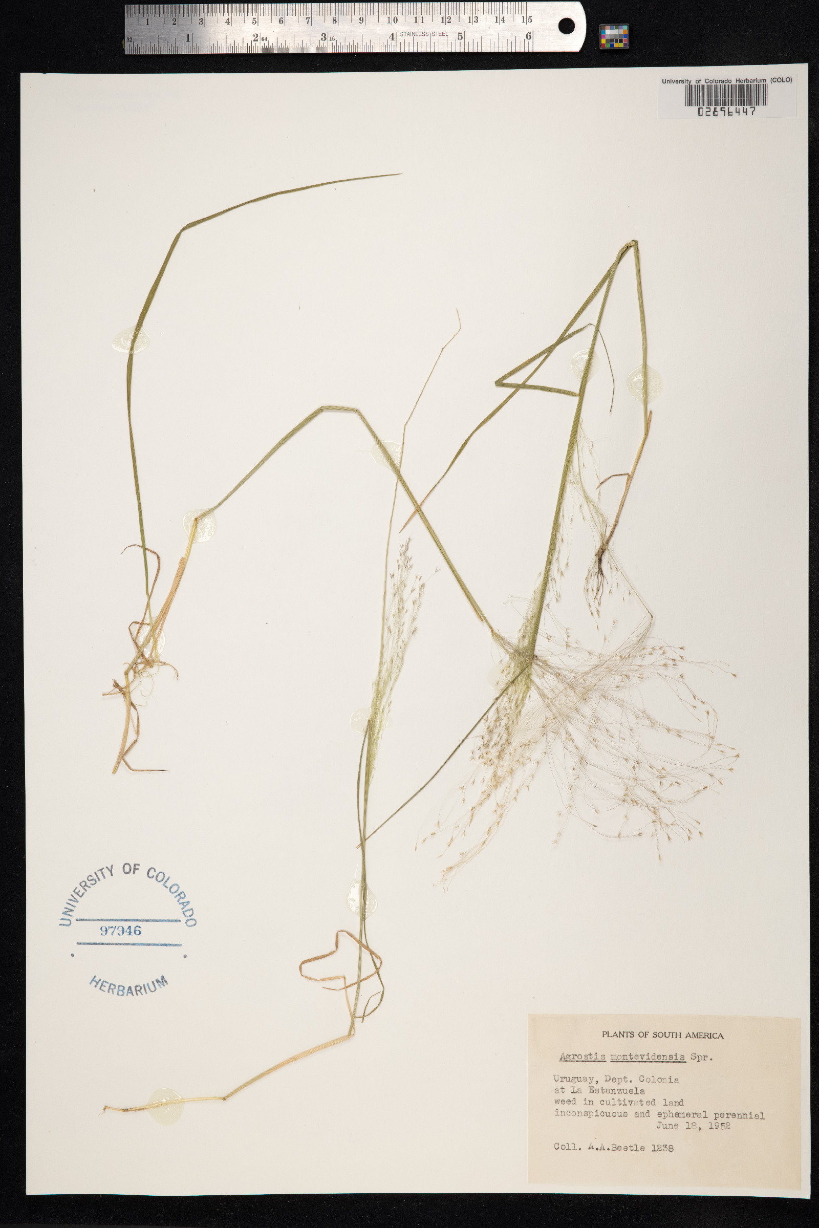 Agrostis montevidensis image