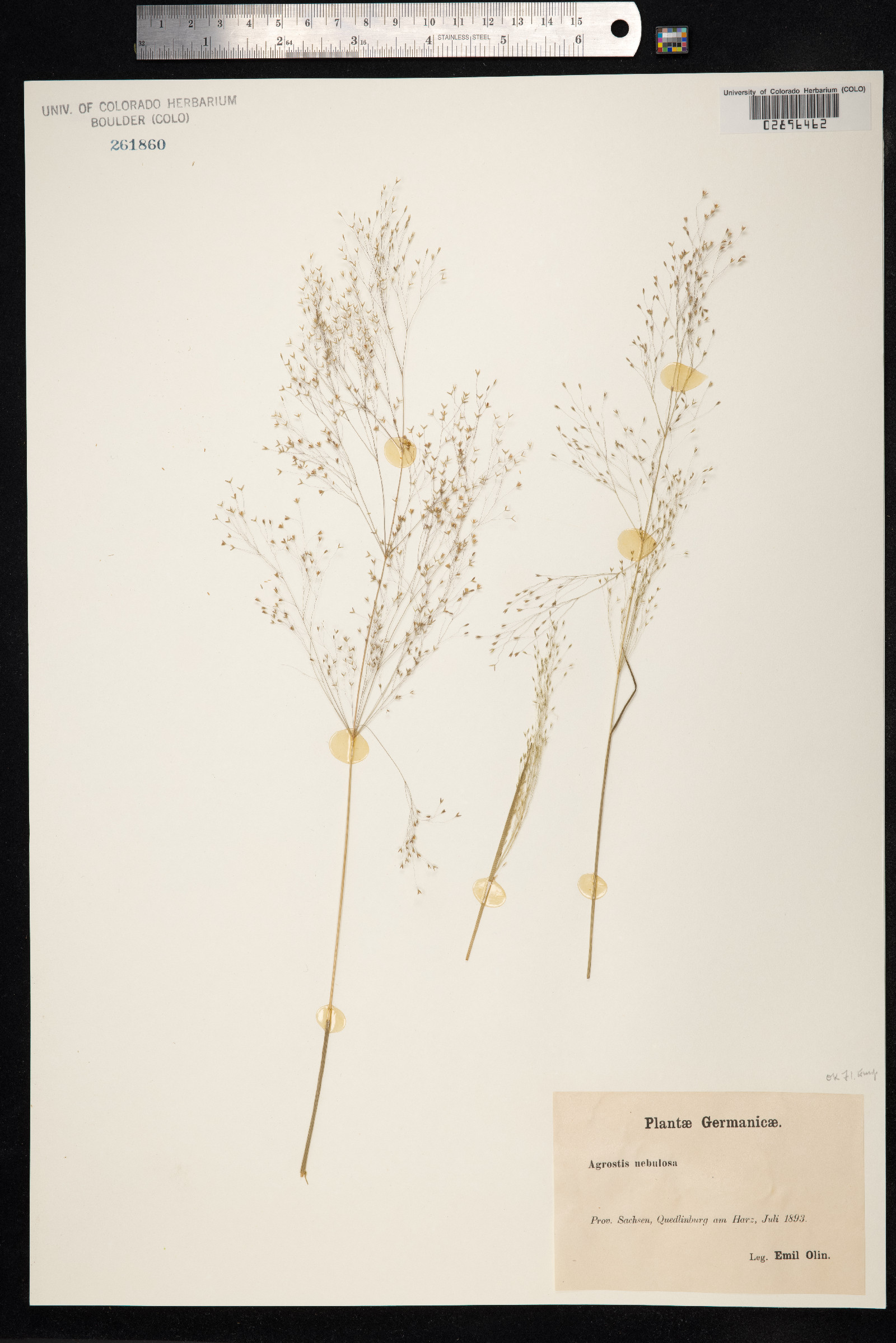 Agrostis nebulosa image