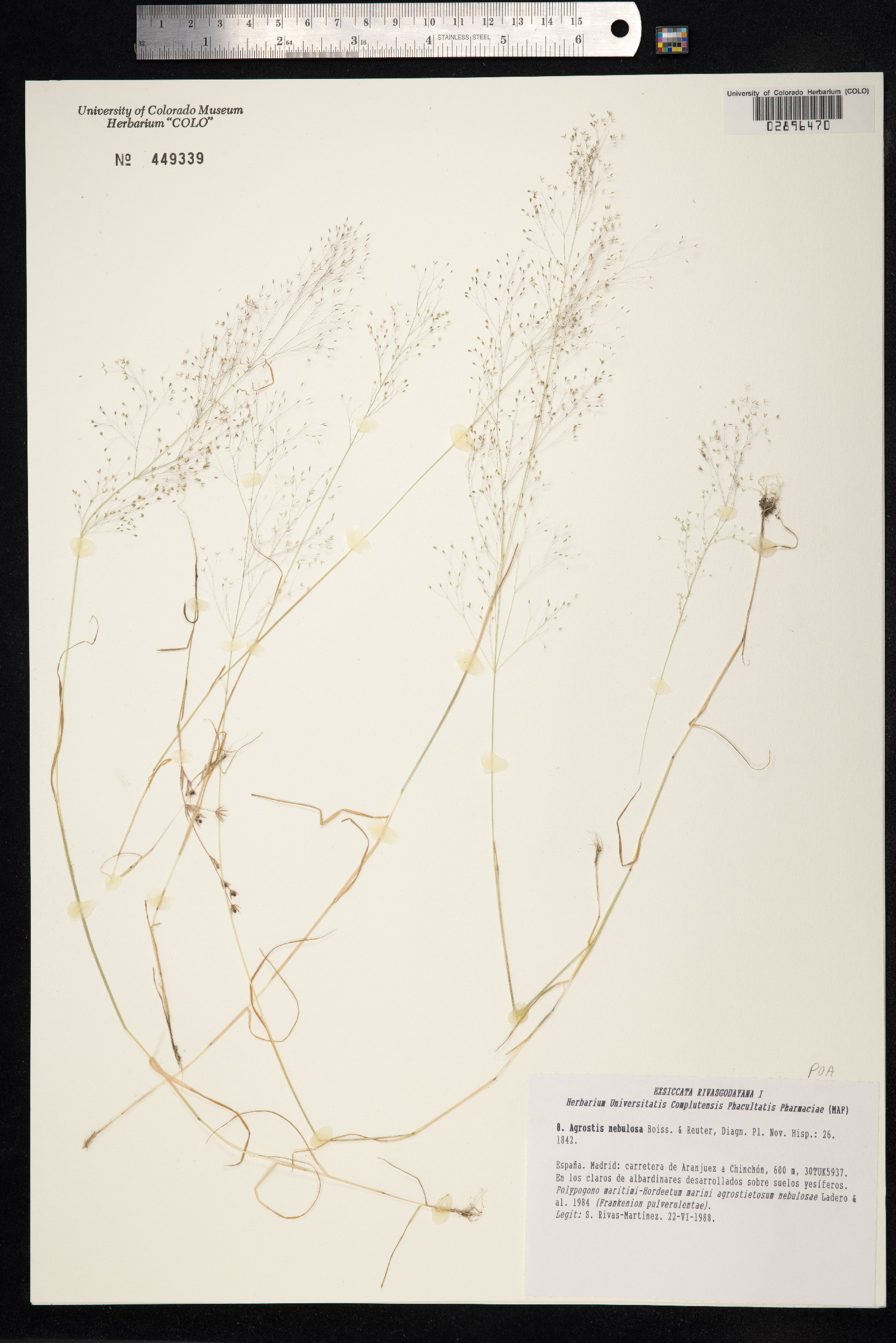 Agrostis nebulosa image