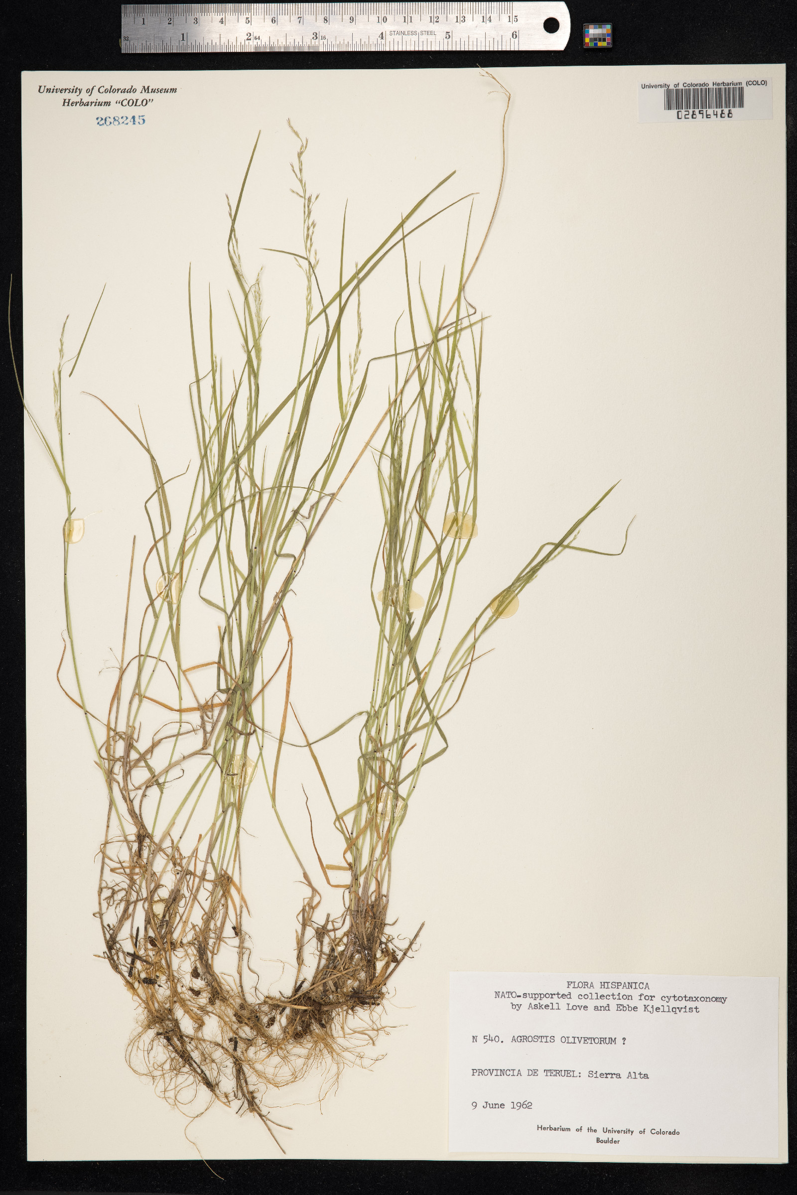 Agrostis castellana image