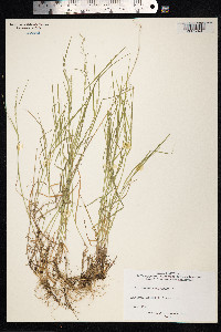 Image of Agrostis castellana