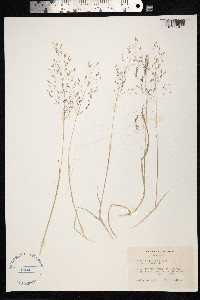 Image of Agrostis glabra
