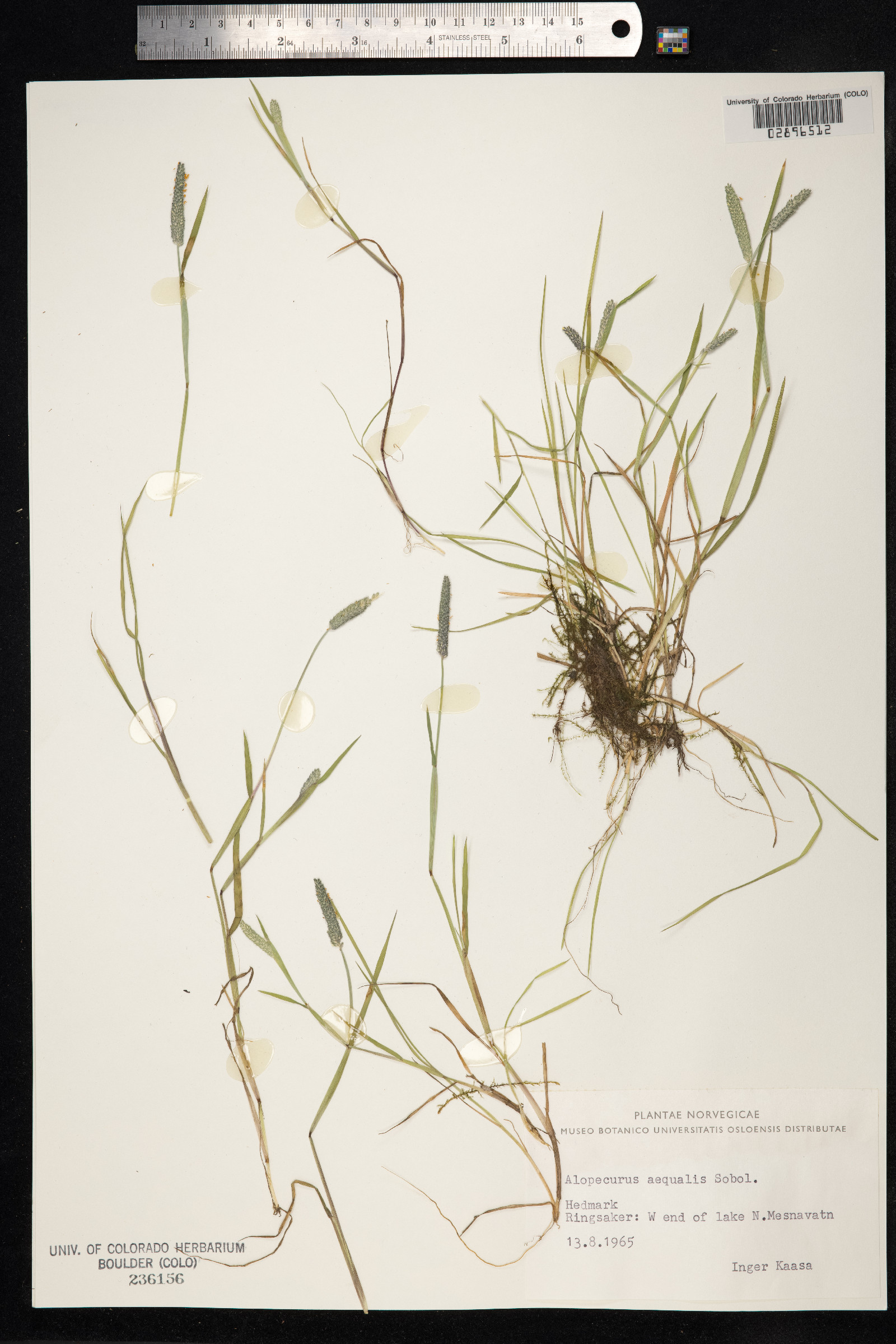 Alopecurus aequalis image