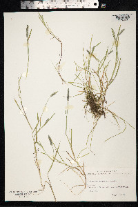 Alopecurus aequalis image