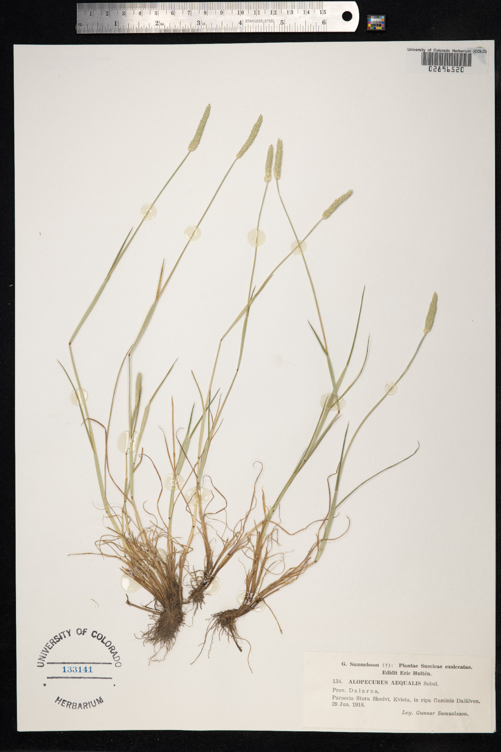 Alopecurus aequalis image