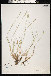 Alopecurus aequalis image
