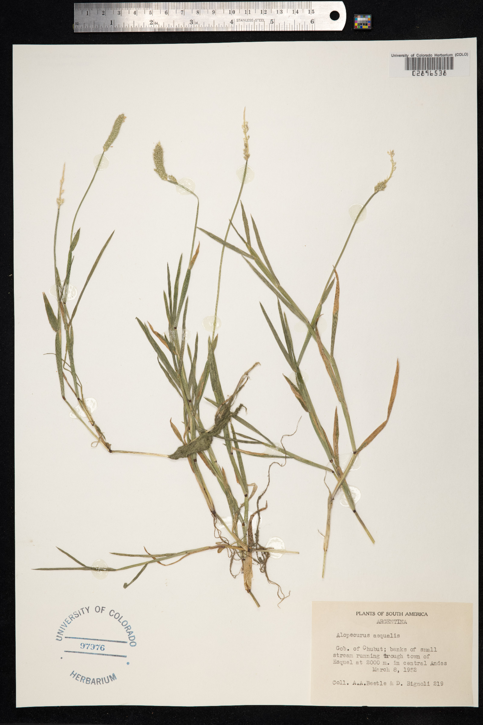 Alopecurus aequalis image