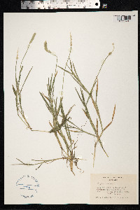 Alopecurus aequalis image