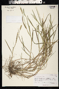 Alopecurus aequalis image