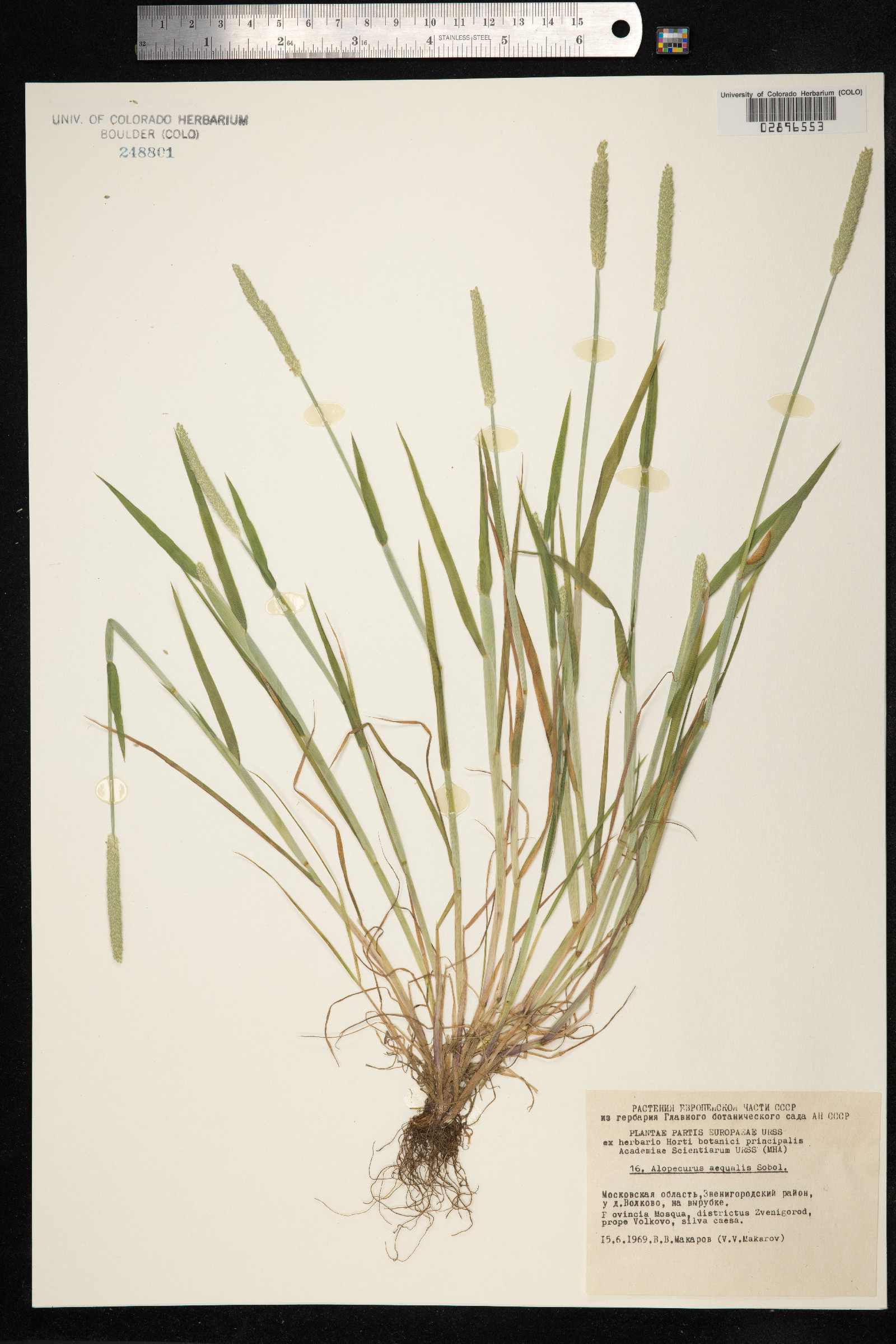 Alopecurus aequalis image