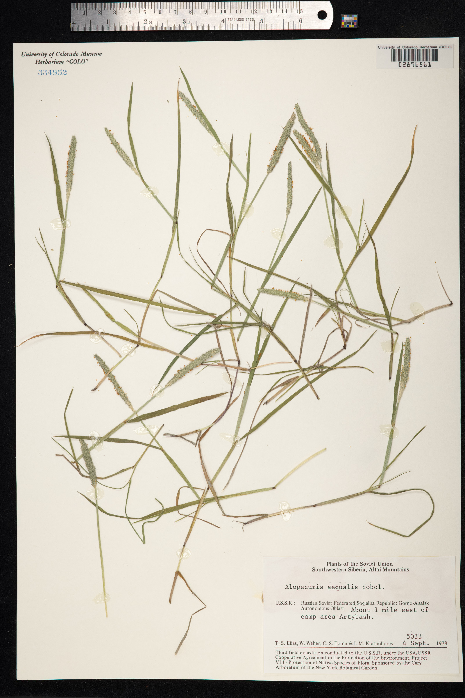 Alopecurus aequalis image