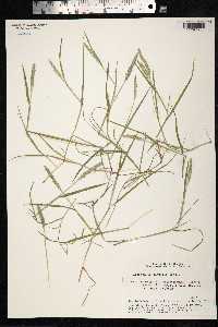 Alopecurus aequalis image