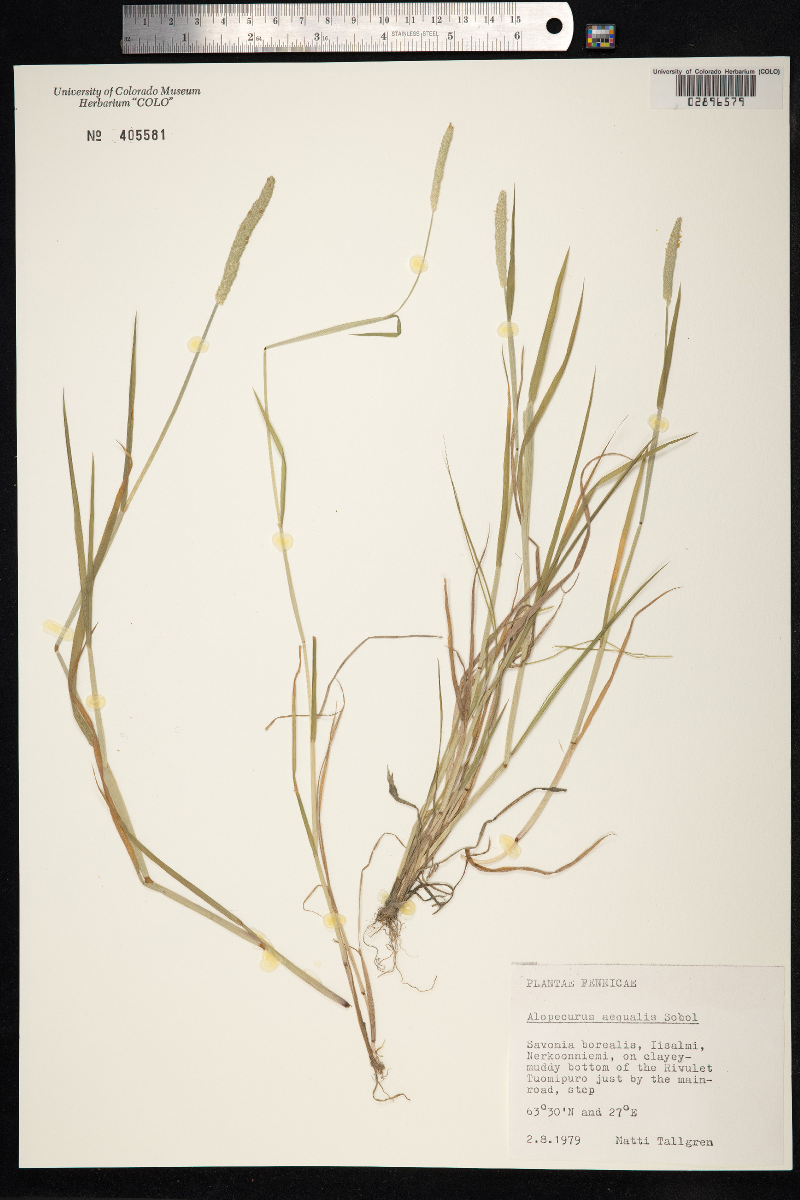 Alopecurus aequalis image