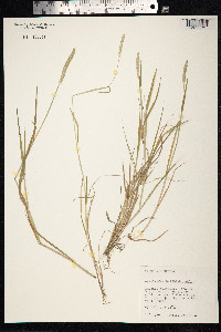 Alopecurus aequalis image