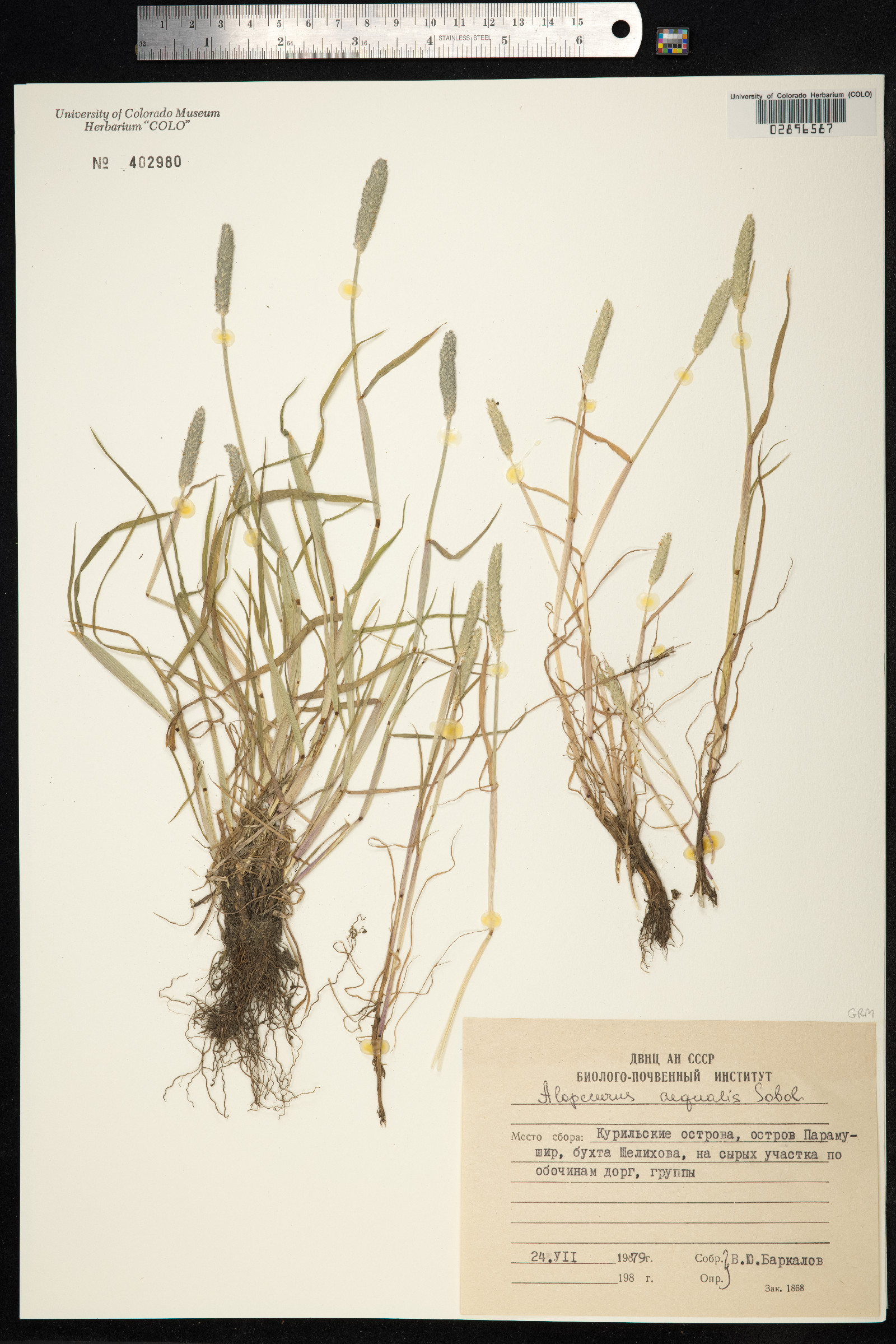 Alopecurus aequalis image