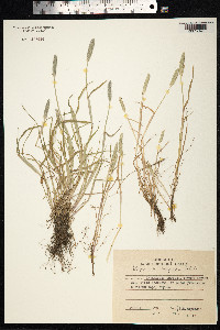 Alopecurus aequalis image