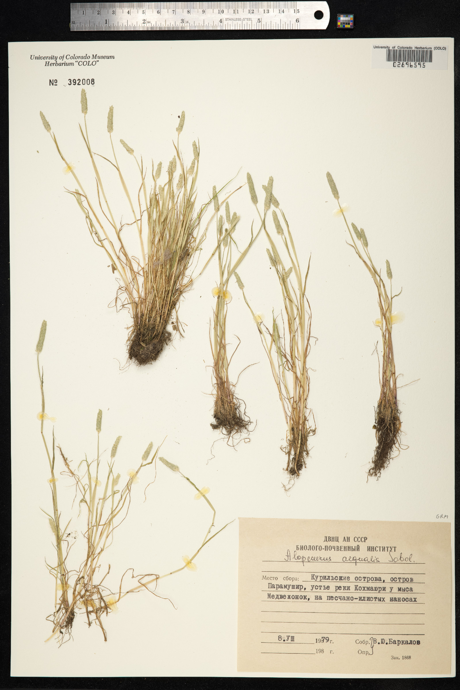 Alopecurus aequalis image