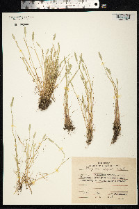 Alopecurus aequalis image