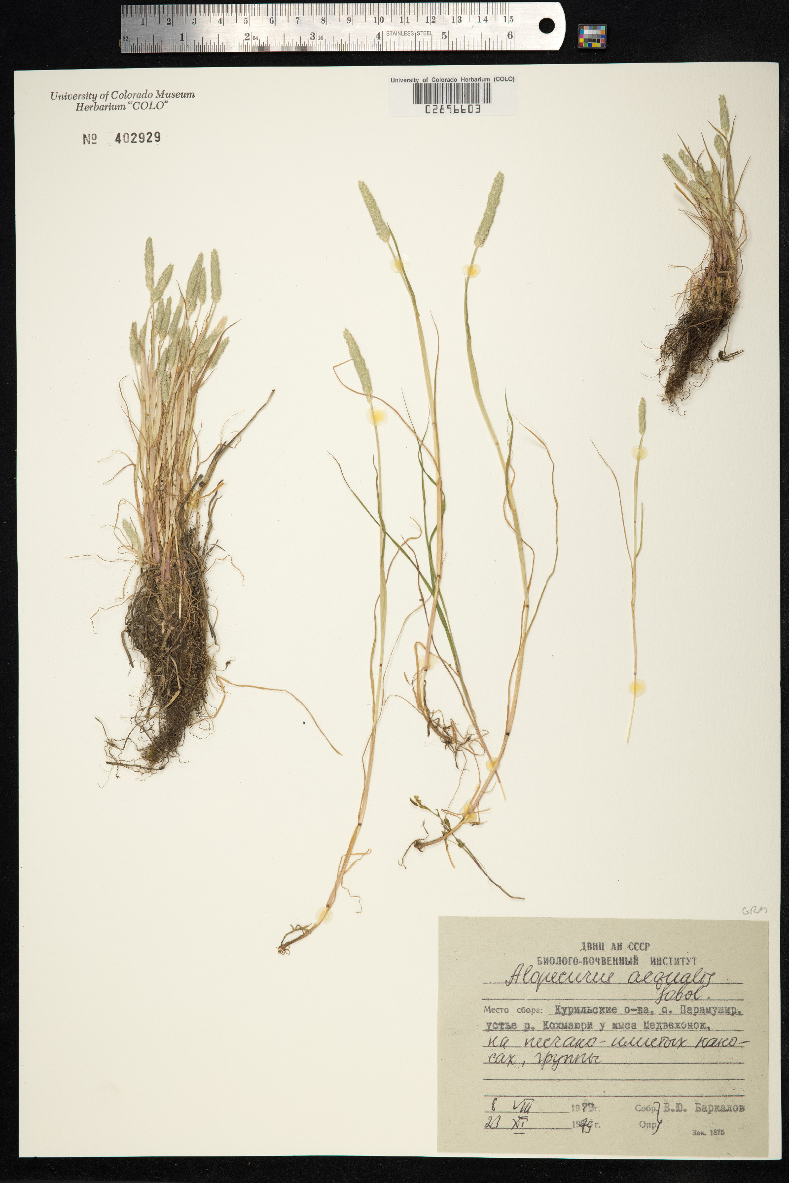 Alopecurus aequalis image