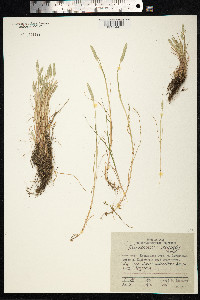 Alopecurus aequalis image
