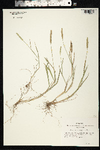 Alopecurus aequalis image