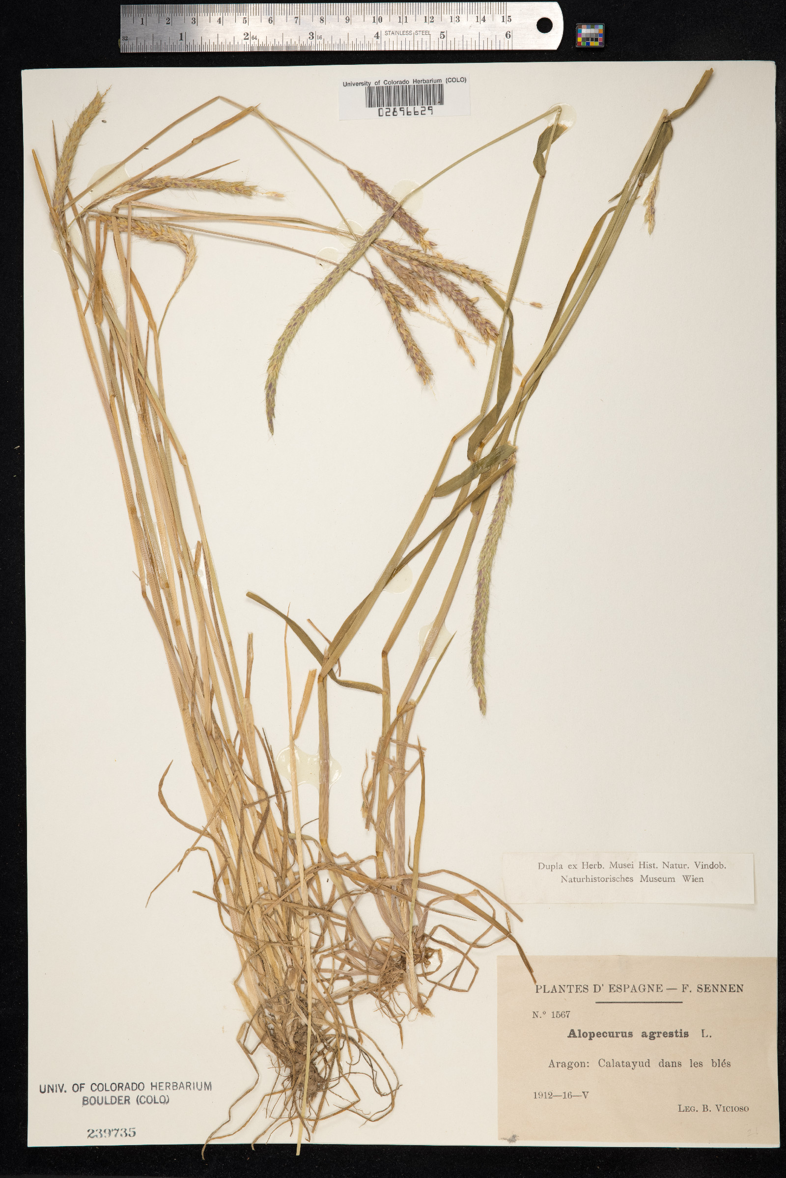 Alopecurus myosuroides image