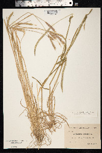 Alopecurus myosuroides image